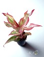 Aglaonema Siam Aurora Variegated