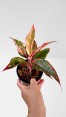 Aglaonema Siam Aurora Variegated
