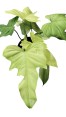 Philodendron Golden Dragon Mint Variegated