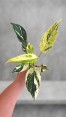 Emeral Queen Marble Aurea Philodendron 