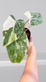 Albo Gloriosum Tricolor Philodendron Variegated