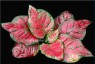 AGLAONEMA 