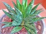 Sansevieria 