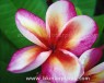 Plumeria 