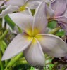 Plumeria 
