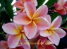 Plumeria 