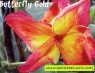 Plumeria 