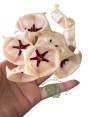 Hoya Archboldiana White