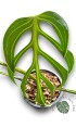 Monstera Burle marx Flame Size S 