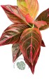Aglaonema Red Vein