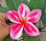 Plumeria 