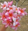 Plumeria 
