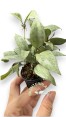 5 Plants Hoya Lacunosa Silver Leaves