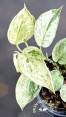 Albo Jade Satin Marble Scindapsus Variegated