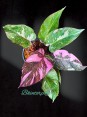 Philodendron Pink Princess Marble King