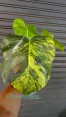 Monstera Green on Green Variegated