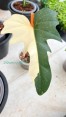 5 Plants Philodendron Goldend Dragon Variegated 1 Leaf