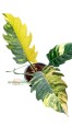 Philodendron Caramel Marble Variegated