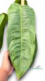 Philodendron Sharoniae 