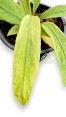 Vittarifolium Anthurium Variegated(Necktie Variegated) Size S