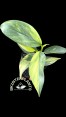 Philodendron Silver Sword hastatum variegated 