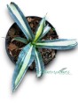 Agave americana Variegated
