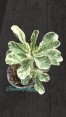 Marble Leaf Adenium(Deset Rose) Variegated