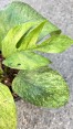 10 Plants Epipremnum Mint Leaf Variegated