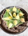 Agave Ohi Yellow Variegated 