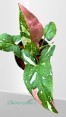 Syngonium Red Spot Tricolor 