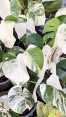 ???? Stunning White Variegation! Every leaf is a unique piece of art – pure, creamy, and high contrast!