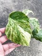 Amydrium Albo Spiderman Monstera Variegated
