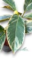 Mangosteen Variegated 