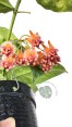 Hoya Praetorii