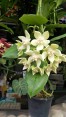 Hoya Imperialis White King