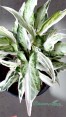 Syngonium Starlite
