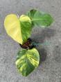 Aurea 3 Color Monstera Variegated