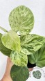 Philodendron Hederaceum Variegated