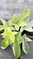 10 Plants Philodendron Florida Ghost Mint