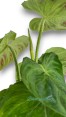 Philodendron Verrucosum 