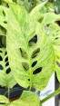 Monstera Laniata Mint Variegated Size L