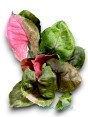 Syngonium Strawberry Ice