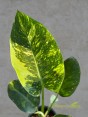 Philodendron Green Congo Nuclear Variegated Size L