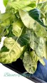 10 Plants Philodendron Burle Marx Mint Variegated 