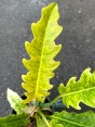 Philodendron Serratum Aurea Marble