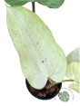 Philodendron Whipple Way Mottled