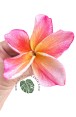 Plumeria Apple 