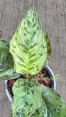 10 Plants Aglaonema Red Army 