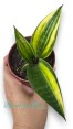 Sansevevieria Senegambica Variegated 