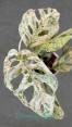 Monstera Adansonii Spp. Lalianata motled Variegated